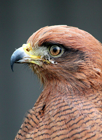 Savannah Hawk