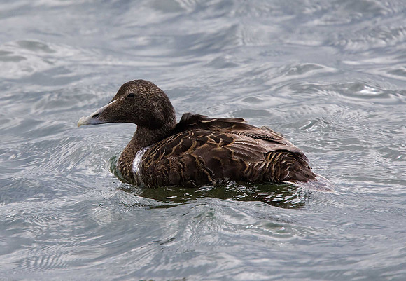 Eider
