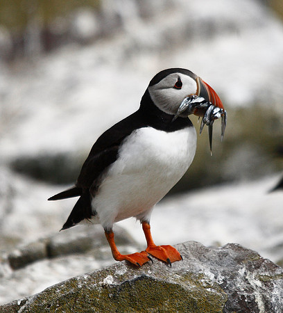 Puffin