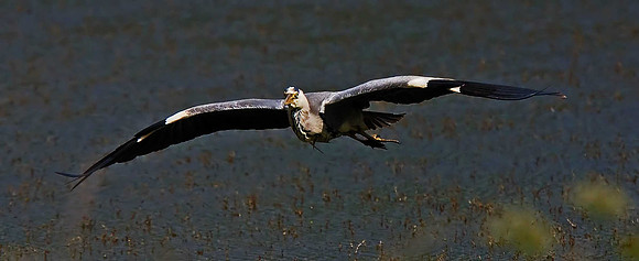 Heron