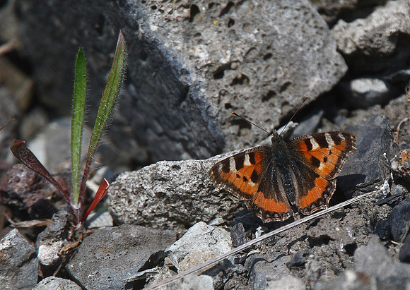 Small Tortoiseshell