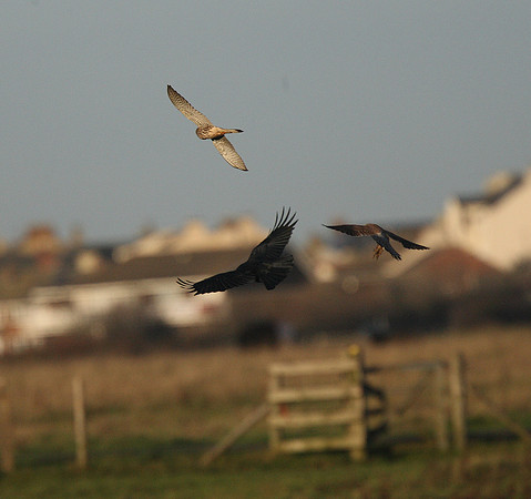 Kestrels