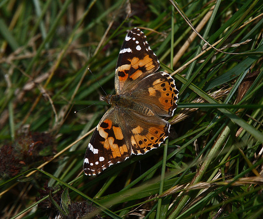Painted Lady