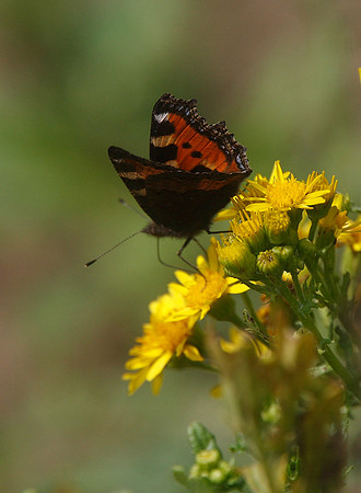Small tortoiseshell
