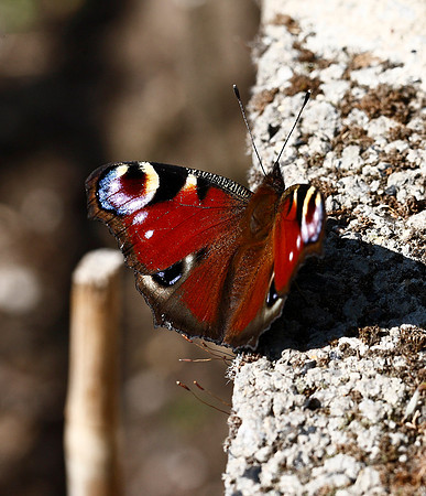 Peacock
