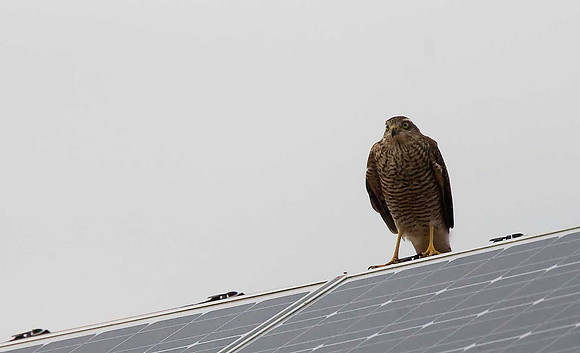 Sparrowhawk