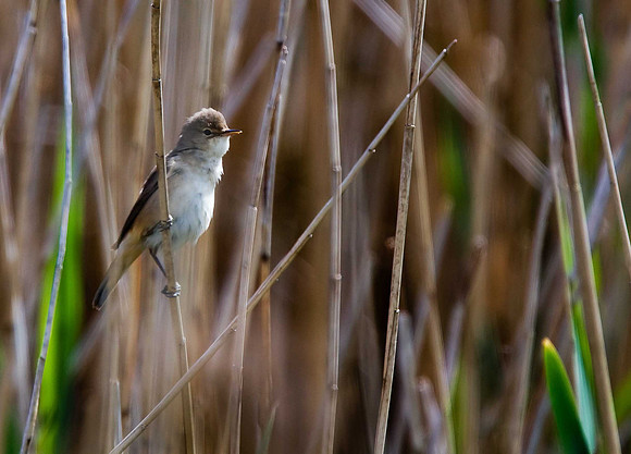 Reed Warbler