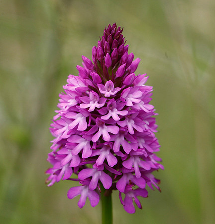 Pyramidal Orchid