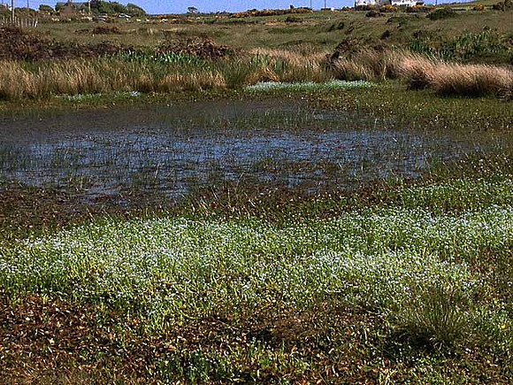 Water Forget-me-not