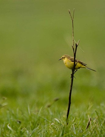 Yellow Wagtail