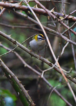 Firecrest