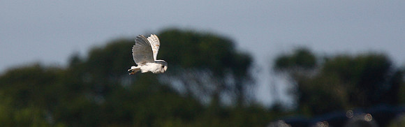 Barn Owl
