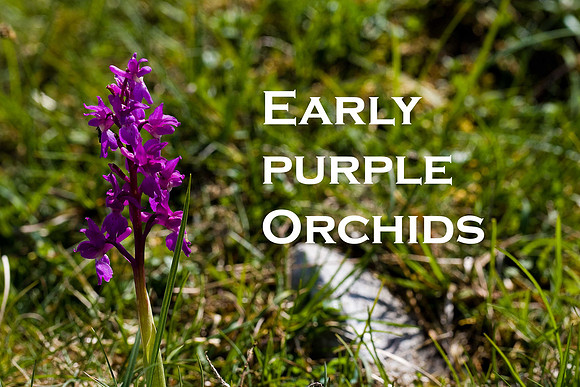 Early Purple Orchid