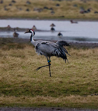 Common Crane