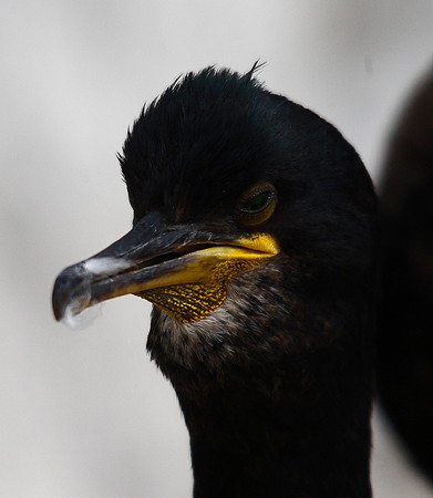 Shag