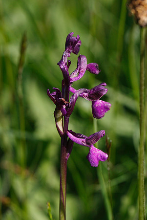 Green-winged Orchid