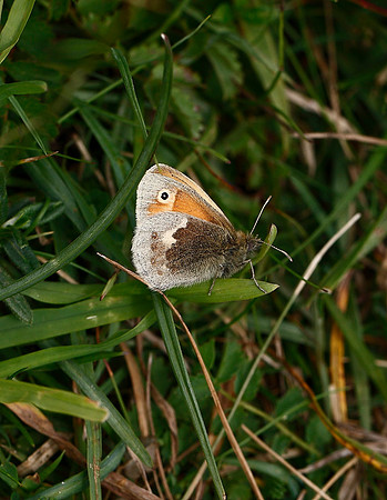 Small Heath