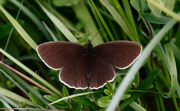 Ringlet