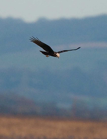 Marsh Harrier