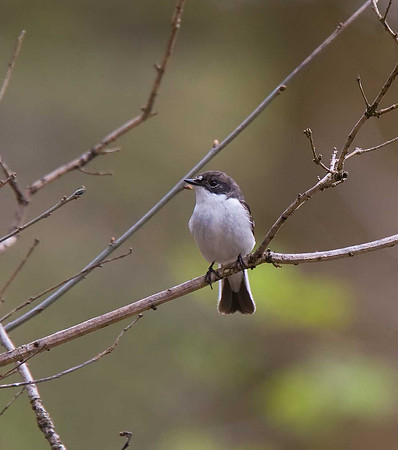 Pied Flycatcher
