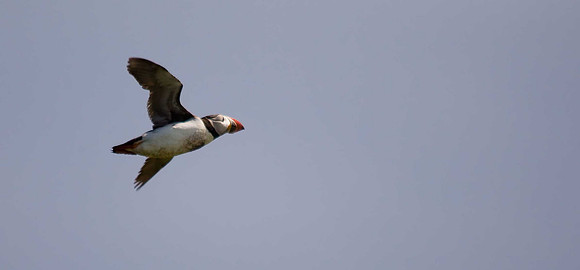 Puffin