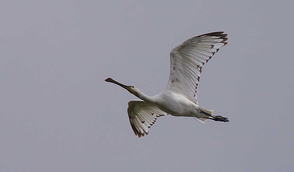 Spoonbill