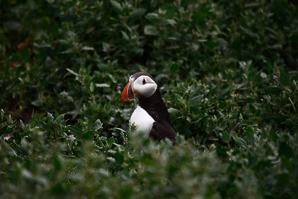 Puffin