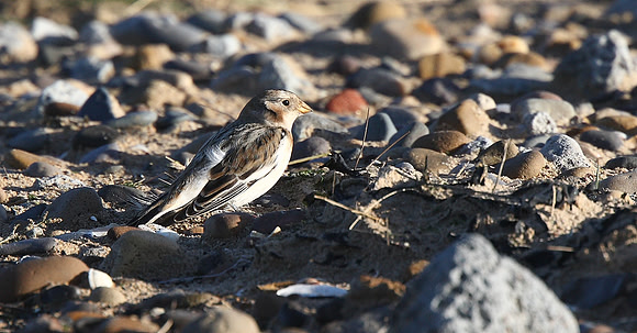 Snow Bunting