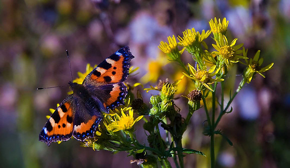 Small Tortoiseshell