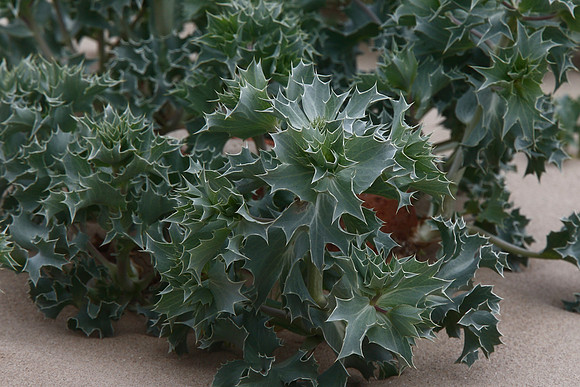 Sea Holly