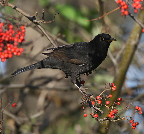 Blackbird