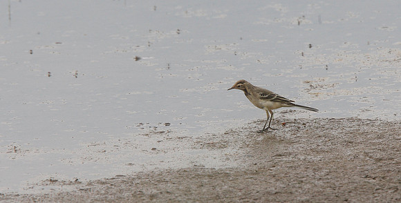 Juv. Pied Wagtail