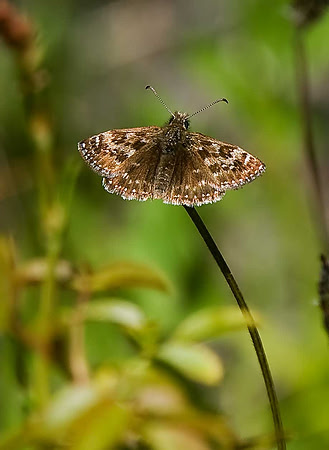 Dingy Skipper