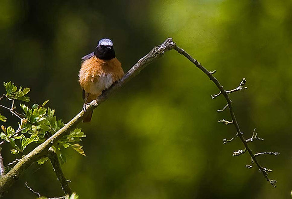 Redstart