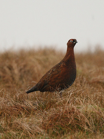 Red Grouse