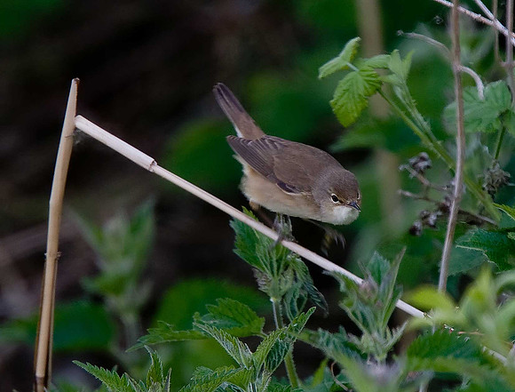 Reed Warbler