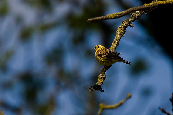 Yellowhammer