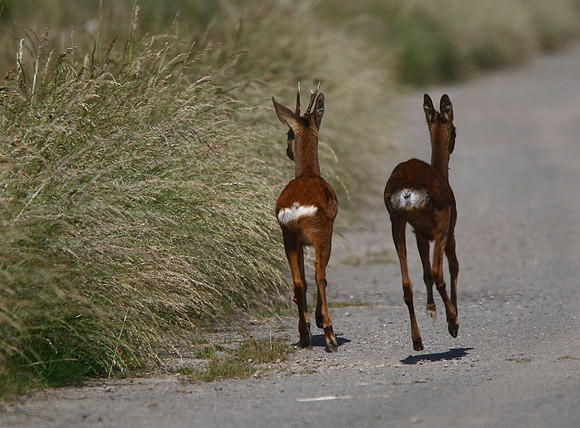 Roe Deer