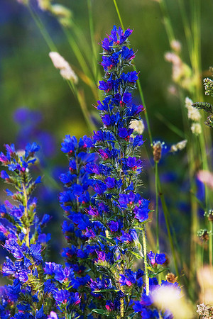 Viper's Bugloss