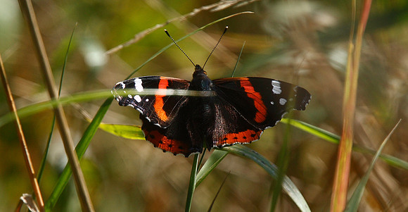 Red Admiral