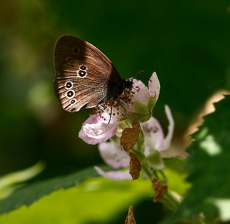 Ringlet