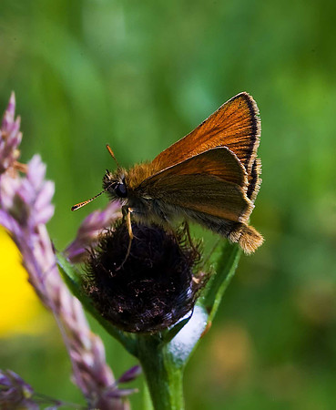 Small Skipper