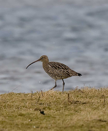 Curlew