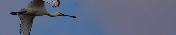 Spoonbill