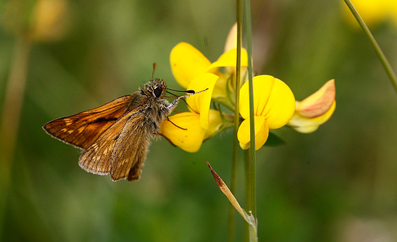 Large Skipper