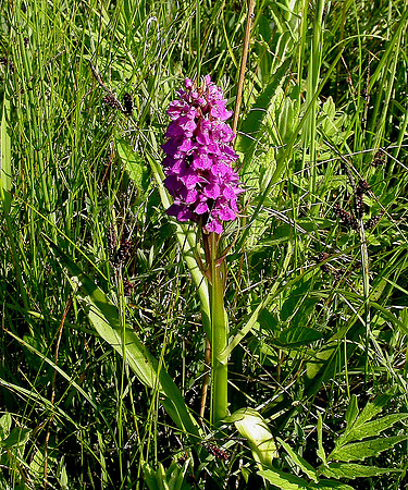 Marsh Orchid
