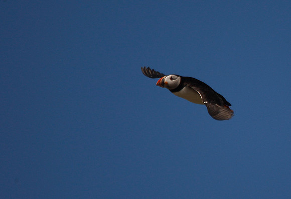 Puffin