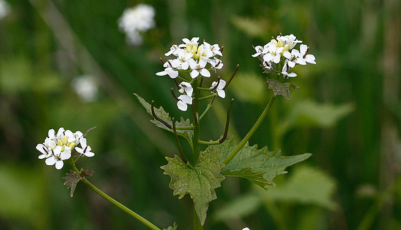 Alliaria petiolatum