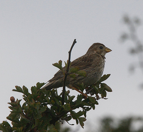Corn Bunting