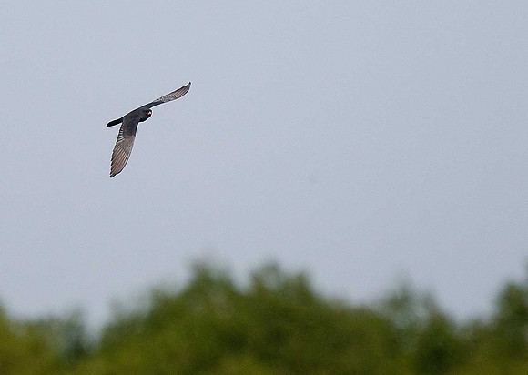 Red-footed Falcon